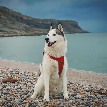 ragnarthehusky