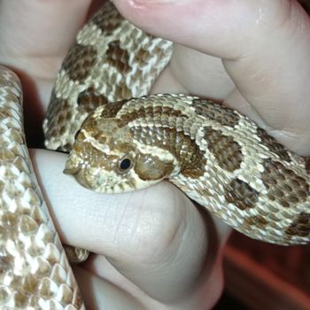 hoggle_the_hognose