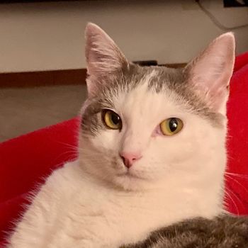 corathecat