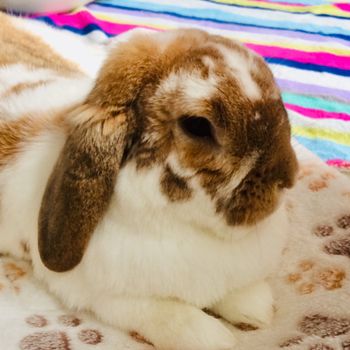 fluffythebunny