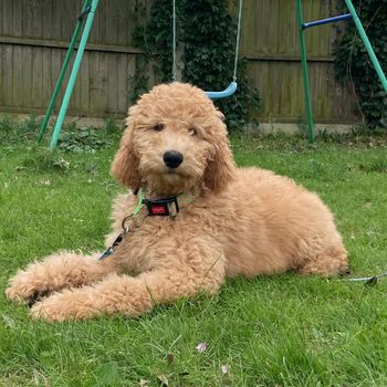 toffeethedoodle