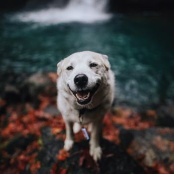 maisy_