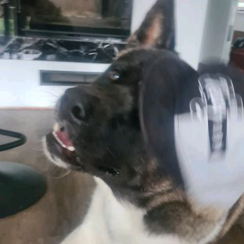 svaras_woof