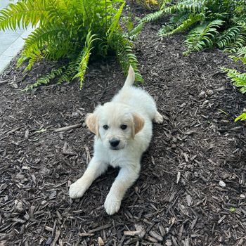 ripthepup2024