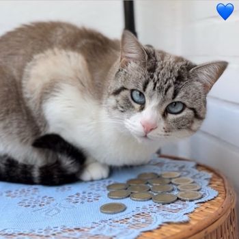 danacat