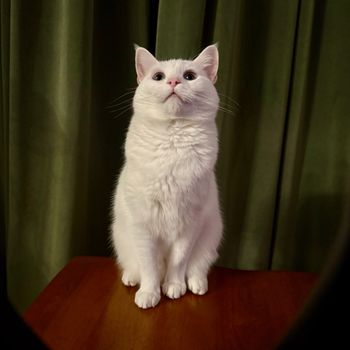 misselsa