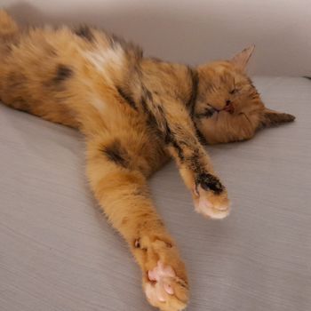 cheetah