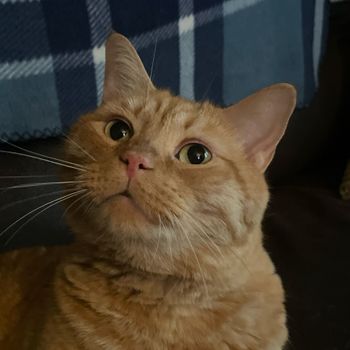 chester_cheeto