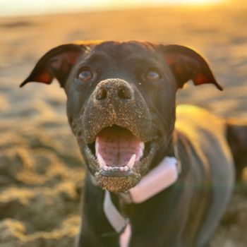 sandypaws