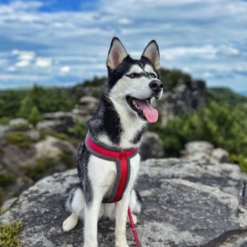 miathehusky