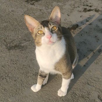 wilson