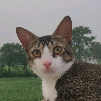 lio