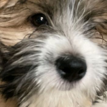 mini_puppy