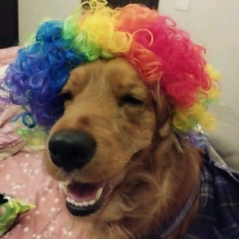 bonzo