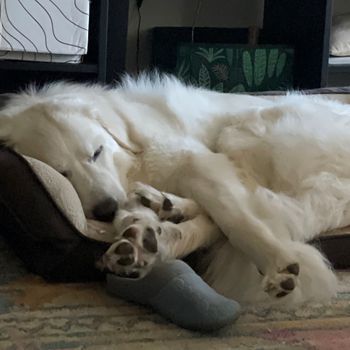 nelithebean
