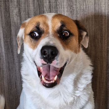 yourgoodboyru