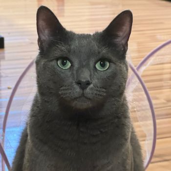 bootsthecat