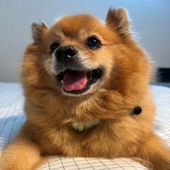 bentothedog