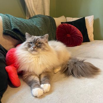 atlastheragdoll