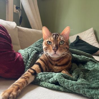 mezziethebengal