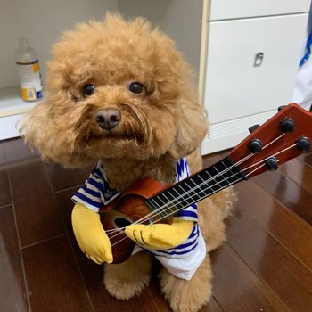 emmaisapoodle