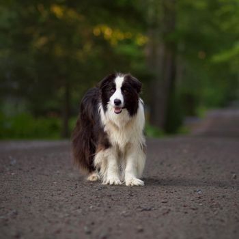 jazzcollie