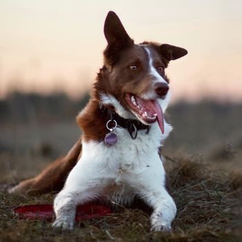 nellycollie