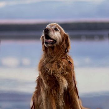 samgolden