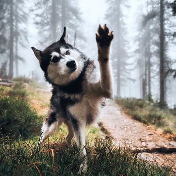 huskykvido