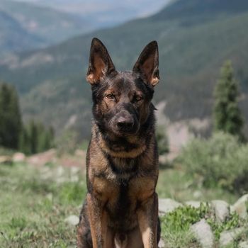 versaillesgsd