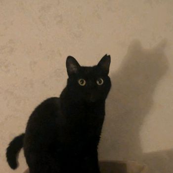 luna_maleficent