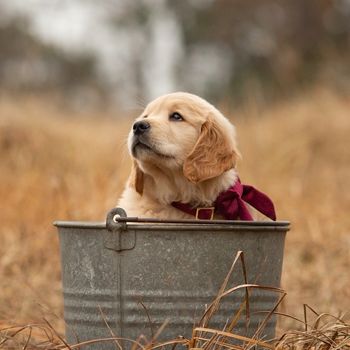 goldensathome