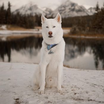 huskyginkgo