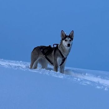 blizzzhusky