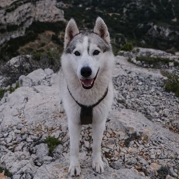 kkibahusky