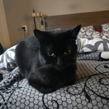 betitheblackcat