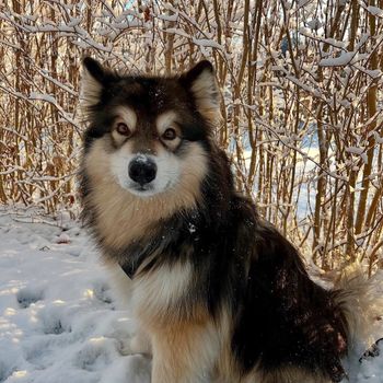 fendimalamute