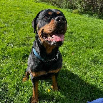 hudsonelrottie