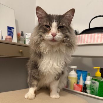 sirstinkystanley