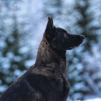 gsdbosco