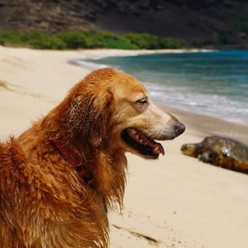 mauigirl