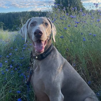 zuckerweim