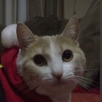 nami_prettypets