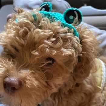 maple_prettypets