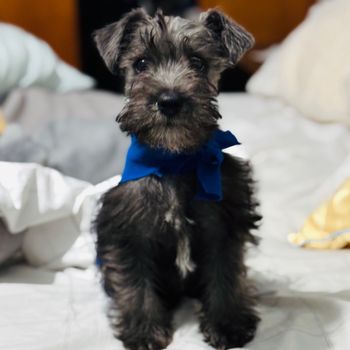 bruno_the_schnauzer