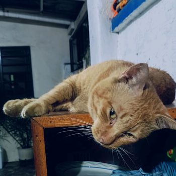 brixygrey_meowfia
