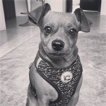 chesterchispitas