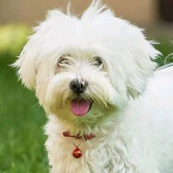 olliepet