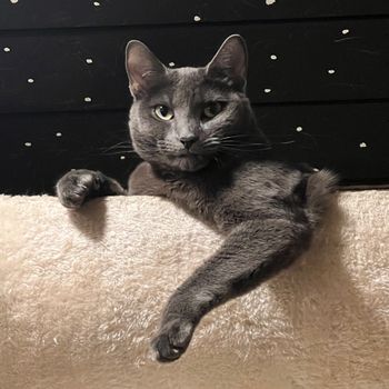 nika