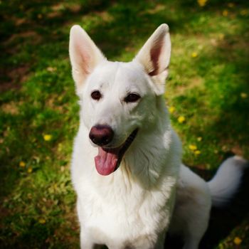 woodywhiteshepherd
